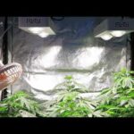 La distancia óptima para el foco de 600w en el crecimiento de tus plantas