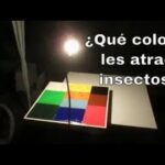 7 colores efectivos para repeler insectos en tu hogar
