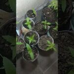 Horas de luz necesarias para plantas de interior: Guía práctica y consejos